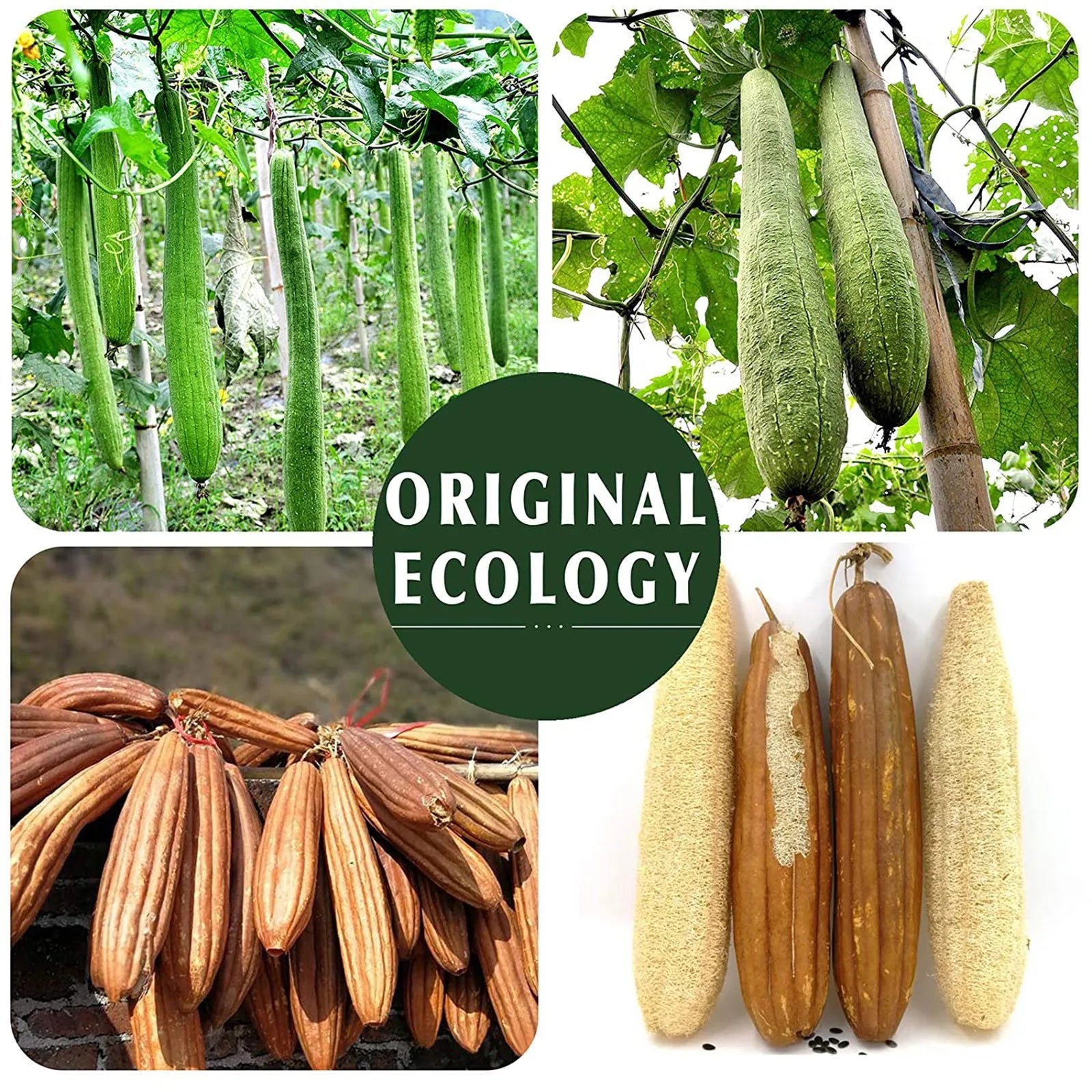Esponja Esfoliante Natural de Bucha Ecológica e Biodegradaevel