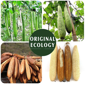 Esponja Esfoliante Natural de Bucha Ecológica e Biodegradaevel